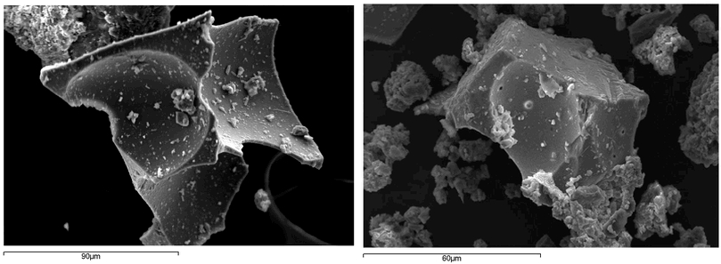 Vescicolati 02